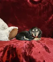 LAYLA, a female Miniature Dachshund for sale in Polk City, FL – Photo 9 of 10