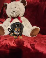 JASPER, a male Miniature Dachshund for sale in Polk City, FL – 8 of 10