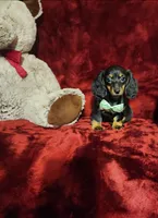 WILLOW, a female Miniature Dachshund for sale in Polk City, FL – 4 of 10