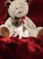 MACY, a female Chihuahua for sale in Polk City, FL – 9 of 10