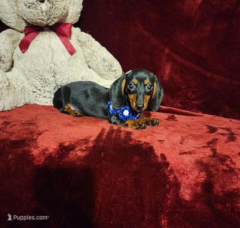 JAX – Miniature Dachshund puppy for sale in Polk City, FL