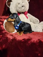 JAX, a male Miniature Dachshund for sale in Polk City, FL – Photo 6 of 10