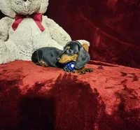 JAX, a male Miniature Dachshund for sale in Polk City, FL – Photo 7 of 10