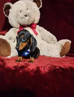 JAX, a male Miniature Dachshund for sale in Polk City, FL – Photo 8 of 10