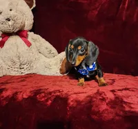 JAX, a male Miniature Dachshund for sale in Polk City, FL – Photo 10 of 10