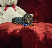 JAX, a male Miniature Dachshund for sale in Polk City, FL – Photo 9 of 10