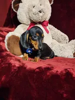 JAX, a male Miniature Dachshund for sale in Polk City, FL – Photo 2 of 10