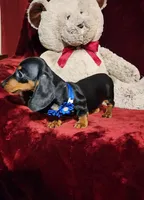JAX, a male Miniature Dachshund for sale in Polk City, FL – Photo 3 of 10