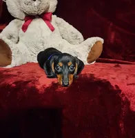 JAX, a male Miniature Dachshund for sale in Polk City, FL – Photo 5 of 10