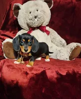 OAKLEY , a female Miniature Dachshund for sale in Polk City, FL – 8 of 10