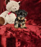 BEAR BEAR , a male Yorkshire Terrier for sale in Polk City, FL – 4 of 10