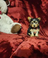 POPPY, a female Yorkshire Terrier for sale in Polk City, FL – 8 of 10