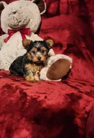 POPPY, a female Yorkshire Terrier for sale in Polk City, FL – 2 of 10