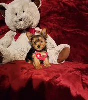 PIPPA, a female Yorkshire Terrier for sale in Polk City, FL – 5 of 10