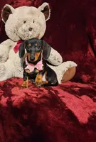 STELLA, a female Miniature Dachshund for sale in Polk City, FL – 5 of 10