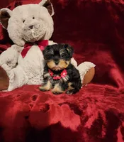 INDY, a female Yorkshire Terrier for sale in Polk City, FL – 6 of 10