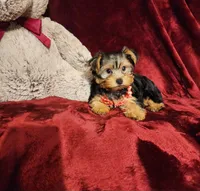 CHLOE, a female Yorkshire Terrier for sale in Polk City, FL – 7 of 10