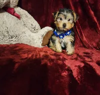 KODY, a male Yorkshire Terrier for sale in Polk City, FL – 2 of 10