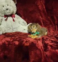 SNICKERS, a male Miniature Dachshund for sale in Polk City, FL – 2 of 10