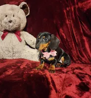 STELLA, a female Miniature Dachshund for sale in Polk City, FL – 10 of 10