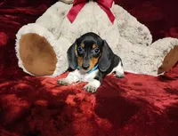 DAKOTA, a male Miniature Dachshund for sale in Polk City, FL – 8 of 10