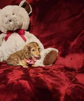 MOCHI, a female Miniature Dachshund for sale in Polk City, FL – Photo 9 of 10