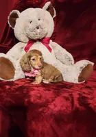 MOCHI, a female Miniature Dachshund for sale in Polk City, FL – Photo 2 of 10