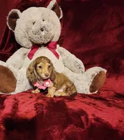 MOCHI, a female Miniature Dachshund for sale in Polk City, FL – Photo 4 of 10