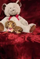 MOCHI, a female Miniature Dachshund for sale in Polk City, FL – Photo 5 of 10