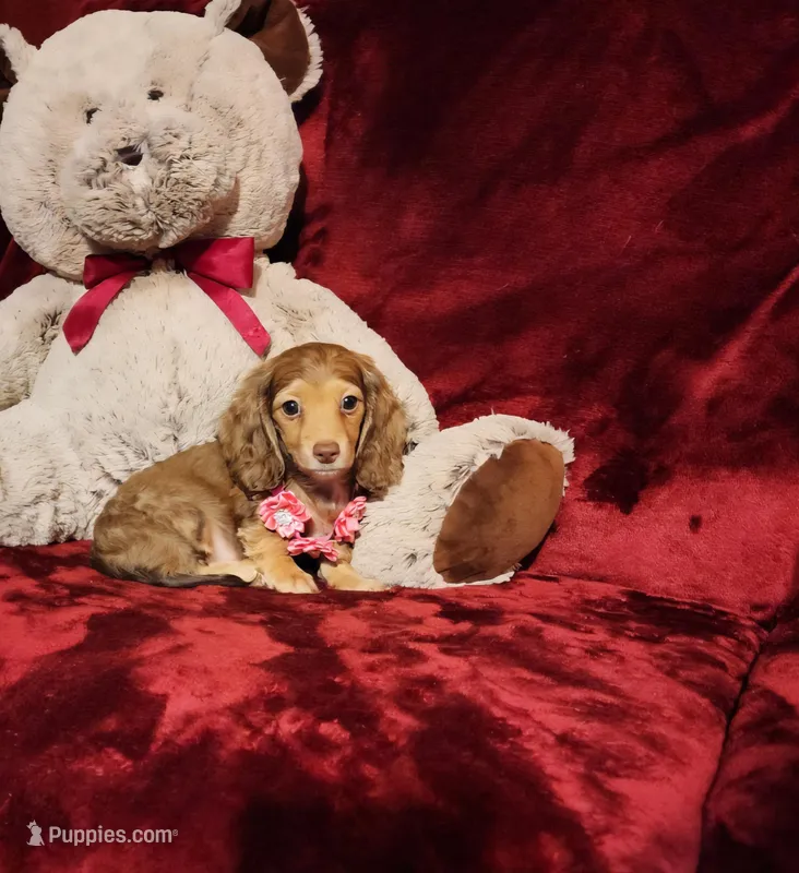 MOCHI – Miniature Dachshund puppy for sale in Polk City, FL