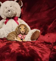 MOCHI, a female Miniature Dachshund for sale in Polk City, FL – Photo 1 of 10