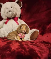 MOCHI, a female Miniature Dachshund for sale in Polk City, FL – Photo 7 of 10