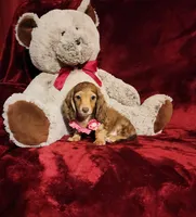 MOCHI, a female Miniature Dachshund for sale in Polk City, FL – Photo 8 of 10