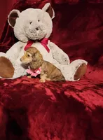 MOCHI, a female Miniature Dachshund for sale in Polk City, FL – Photo 10 of 10