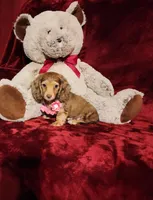MOCHI, a female Miniature Dachshund for sale in Polk City, FL – Photo 6 of 10
