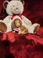 MOCHI, a female Miniature Dachshund for sale in Polk City, FL – Photo 3 of 10