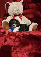 TONKA, a male Miniature Dachshund for sale in Polk City, FL – 9 of 10