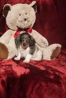 STERLING, a male Miniature Dachshund for sale in Polk City, FL – 8 of 10