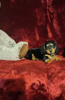 DUTTON, a male Miniature Dachshund for sale in Polk City, FL – 2 of 10