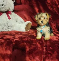 LOKI, a male Yorkshire Terrier for sale in Polk City, FL – 10 of 10