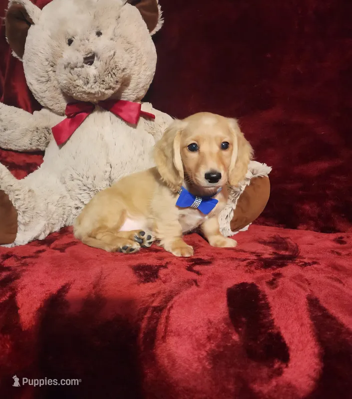 HAYES – Miniature Dachshund puppy for sale in Polk City, FL