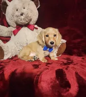HAYES, a male Miniature Dachshund for sale in Polk City, FL – 1 of 10