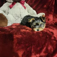 KIWI, a female Yorkshire Terrier for sale in Polk City, FL – Photo 5 of 10