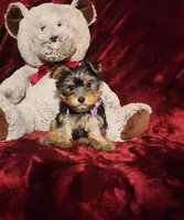 KIWI, a female Yorkshire Terrier for sale in Polk City, FL – Photo 4 of 10