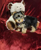 KIWI, a female Yorkshire Terrier for sale in Polk City, FL – Photo 10 of 10