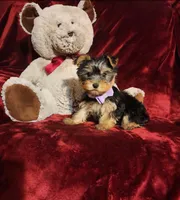 KIWI, a female Yorkshire Terrier for sale in Polk City, FL – Photo 2 of 10