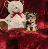 KIWI, a female Yorkshire Terrier for sale in Polk City, FL – Photo 7 of 10
