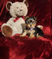 KIWI, a female Yorkshire Terrier for sale in Polk City, FL – Photo 8 of 10