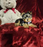 KIWI, a female Yorkshire Terrier for sale in Polk City, FL – Photo 3 of 10