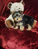 KIWI, a female Yorkshire Terrier for sale in Polk City, FL – Photo 1 of 10
